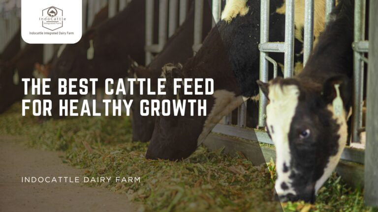 cattle feed