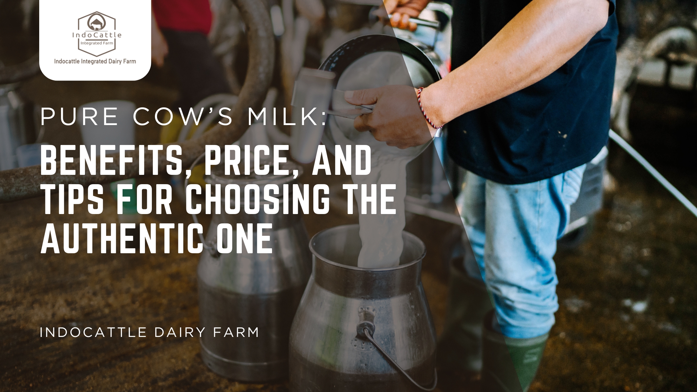 pure cow milk